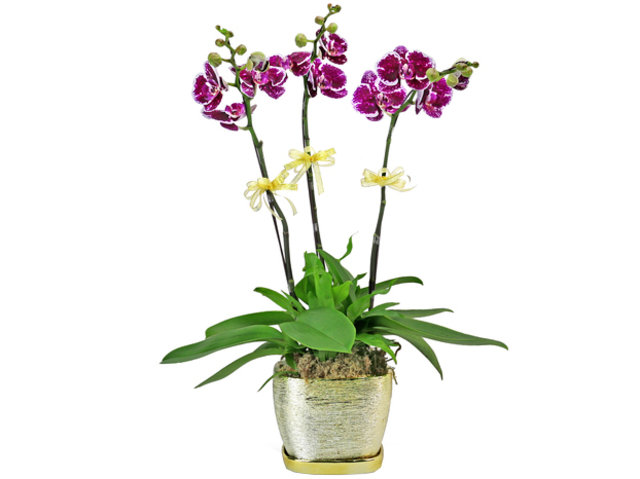 Orchids - Beauty lady orchid 3 stems - L76606655 Photo